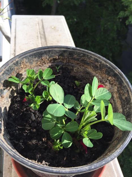 a8516afb-61d1-4cda-972f-87e22c6d2ca3 - FLORILE MELE 2018