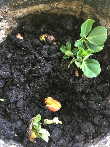 73edb4ec-04f0-4a1d-b703-9d39b3f90f0a - FLORILE MELE 2018