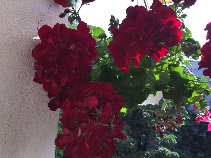 5f024a63-032f-42ab-b61d-b840abad63ee - FLORILE MELE 2018