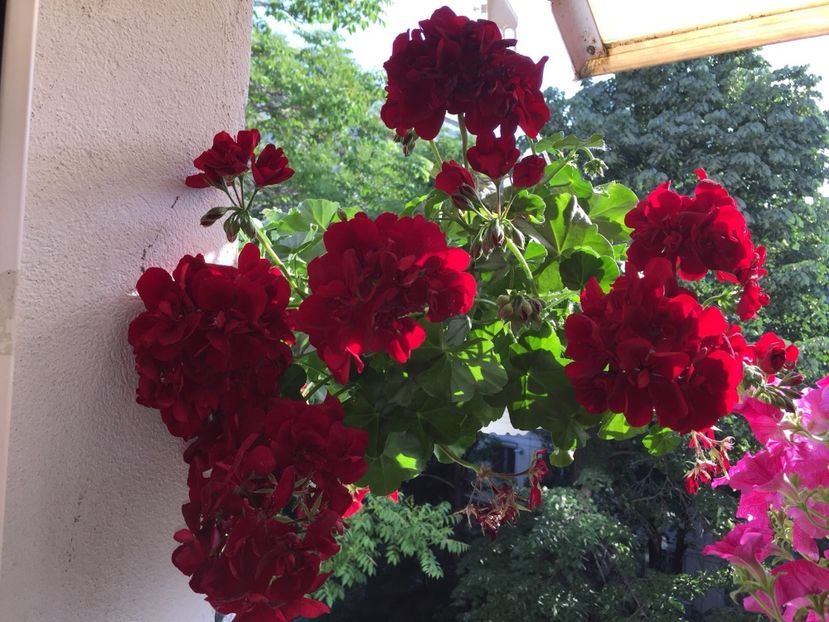 d14ab6ee-a890-46f3-9e31-476b2e7dc3a5 - FLORILE MELE 2018