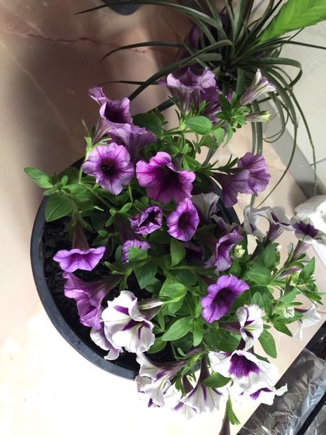 8d956674-5b30-460a-9bac-ece6fef3c08b - FLORILE MELE 2018