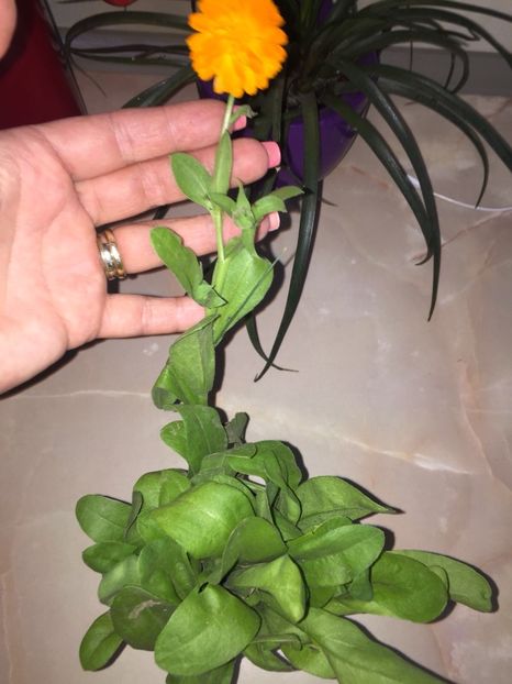 9fce29ab-255e-4bfe-803b-6e4ba7aa933e - Achizitii FLORI 2018