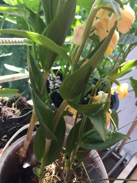 0dc9f55b-ead1-43d8-b79a-c271f61fa554 - FLORILE MELE 2018