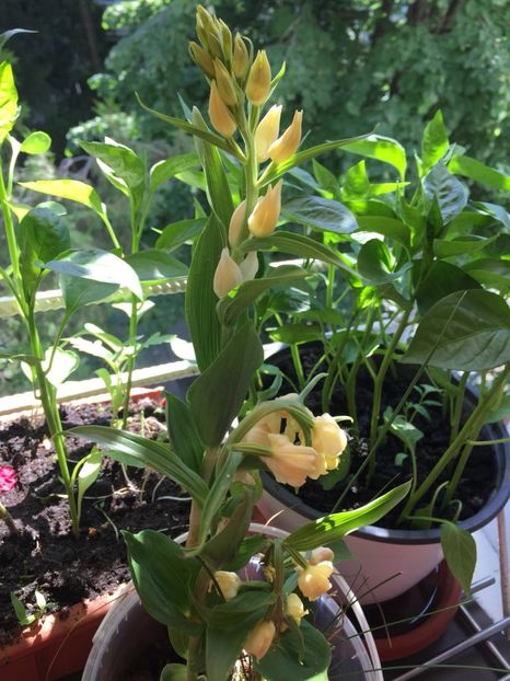 9ecc3e43-90c8-47bf-b6c1-72670d16d755 - FLORILE MELE 2018