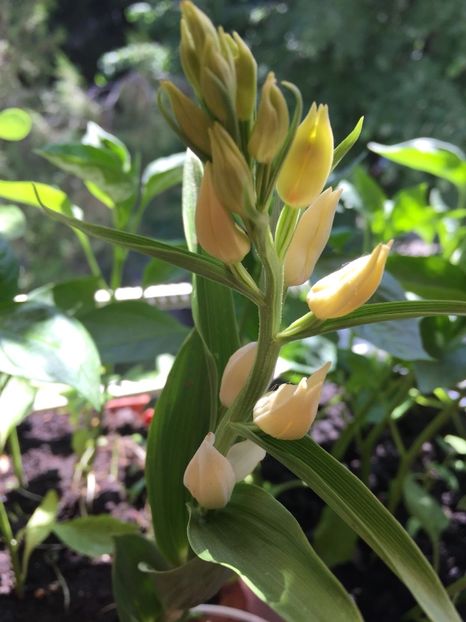 28c2ec3e-09e4-436c-a3e2-6e8972900489 - FLORILE MELE 2018