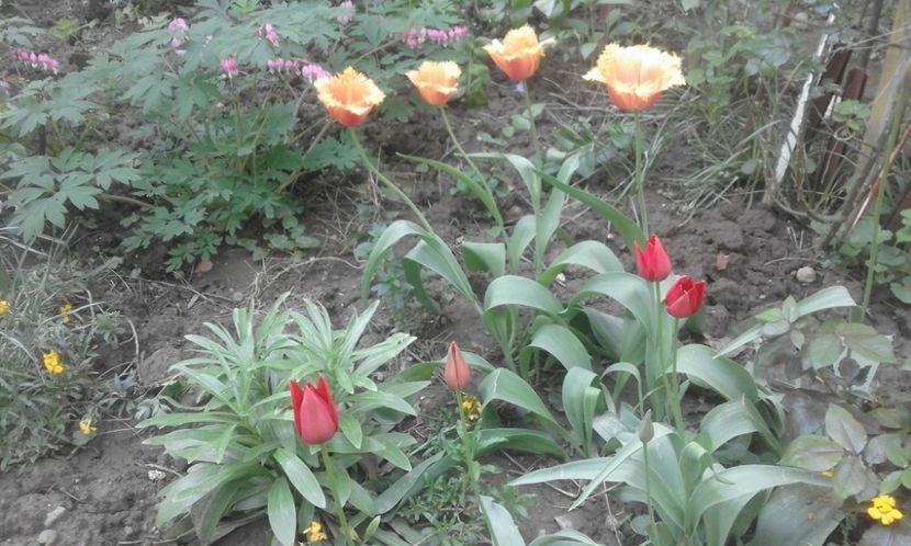 31542775_778111832388457_5469902496568705024_o - primavara2018