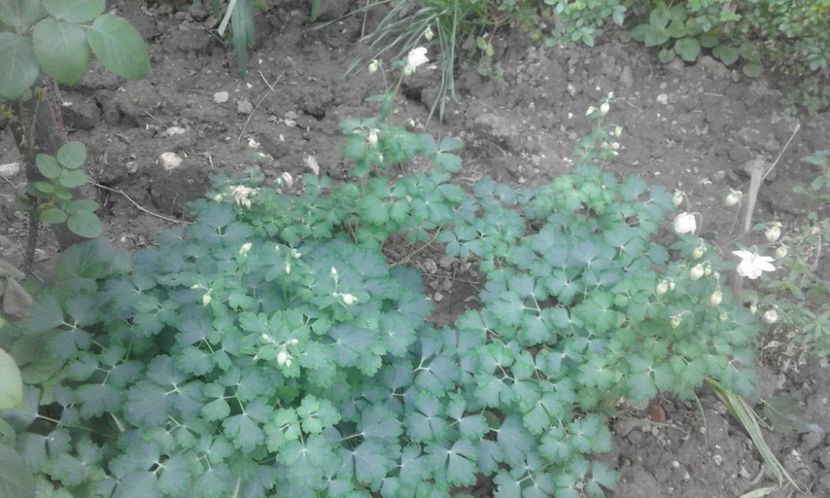 31543820_778113925721581_8593388162317811712_o - primavara2018