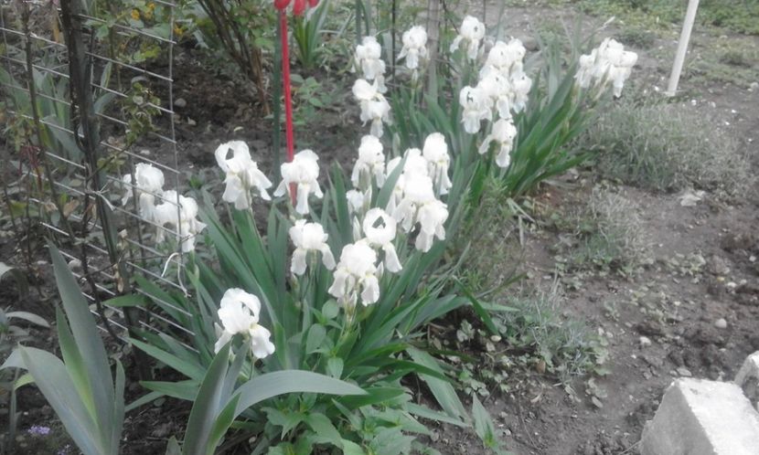 31793463_778111889055118_5501304024671977472_o - primavara2018