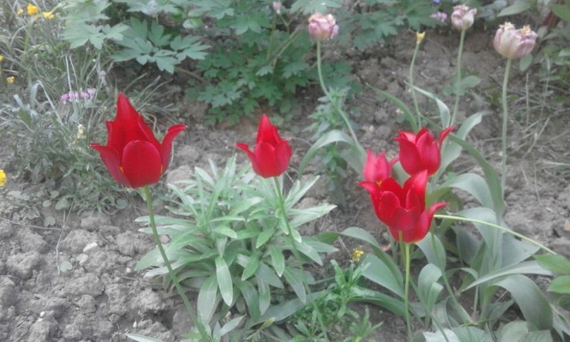 31822250_778115009054806_3495115411911868416_o - primavara2018