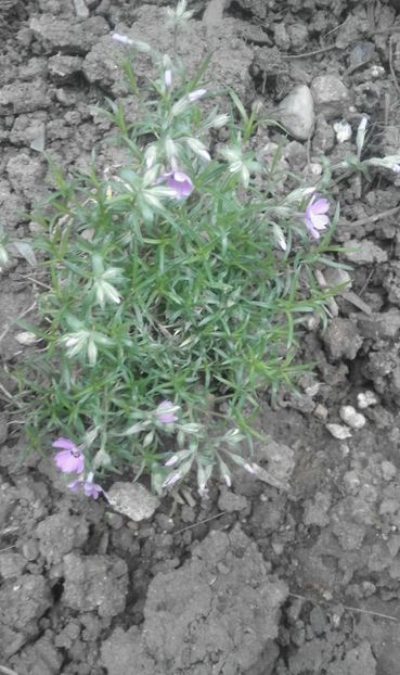 31052163_772242596308714_9022640366544748544_o (1) - primavara2018