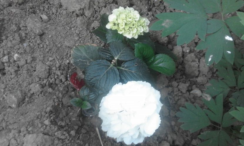 31773015_778115269054780_6348221448879865856_o - primavara2018