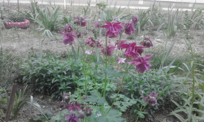 31855782_778114102388230_254399764869677056_o - primavara2018