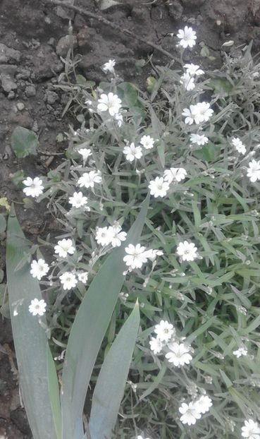 31870670_778113595721614_1281669407071797248_o - primavara2018