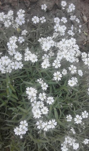 31870692_778114405721533_9182727301043847168_o - primavara2018