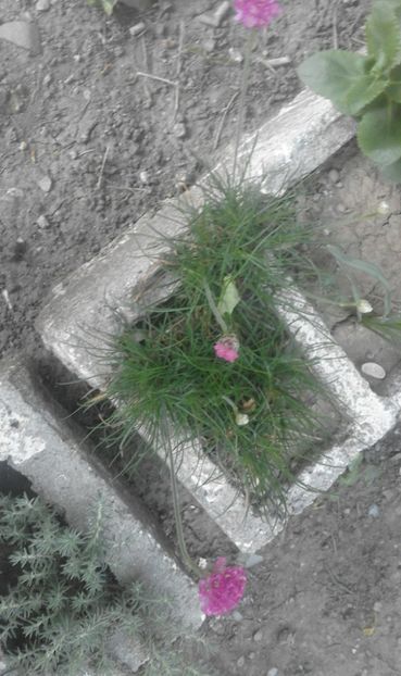 31870899_778115315721442_9028942217439346688_o - primavara2018