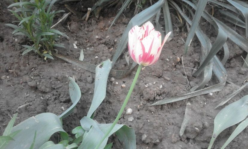 31880669_778112032388437_5414777862634864640_o - primavara2018