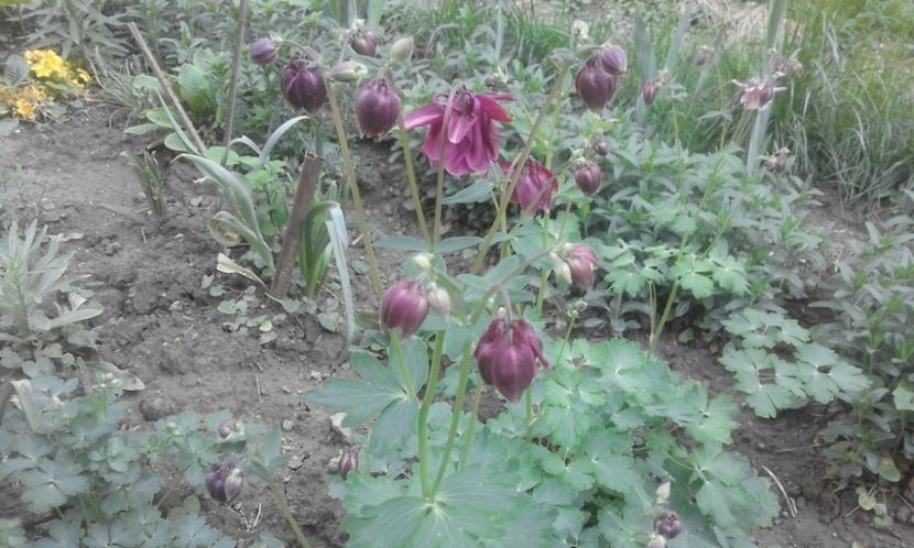 31913595_778113772388263_3905463227391148032_o - primavara2018