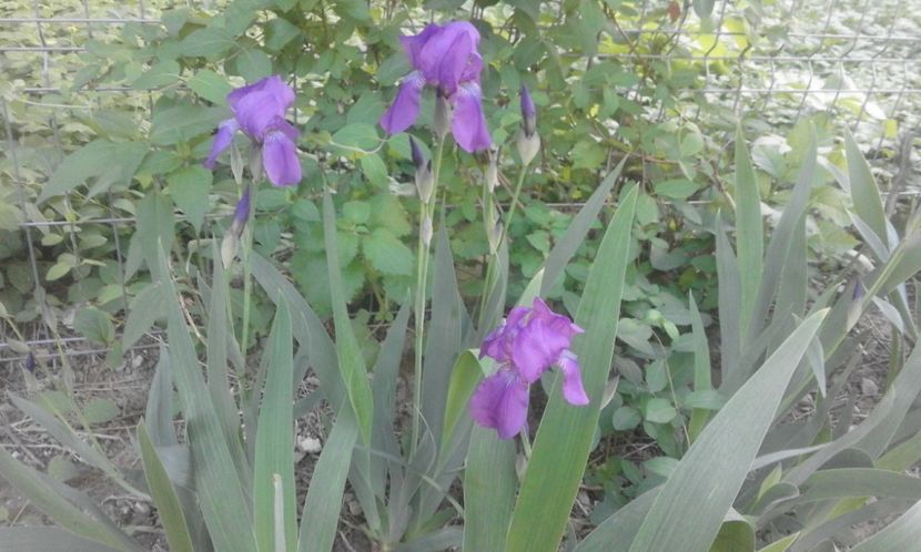 31913756_778114032388237_8582654454929555456_o - primavara2018