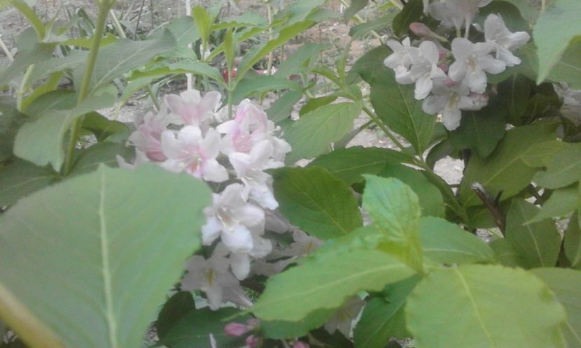 31919349_778114355721538_3221509038625783808_o - primavara2018