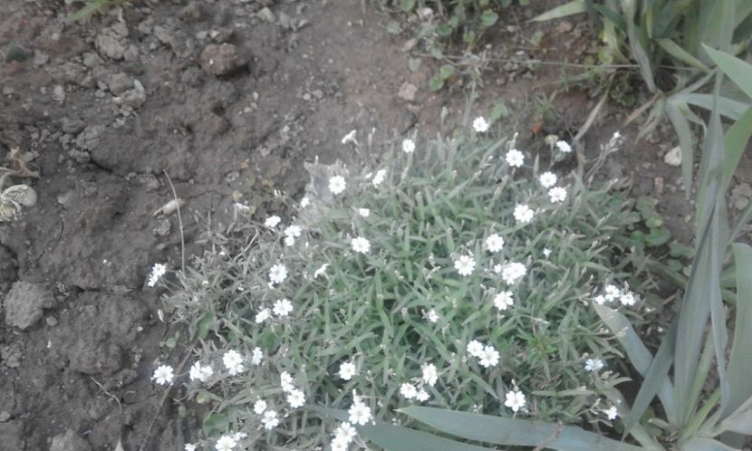 31924518_778113642388276_6464246404083613696_o - primavara2018