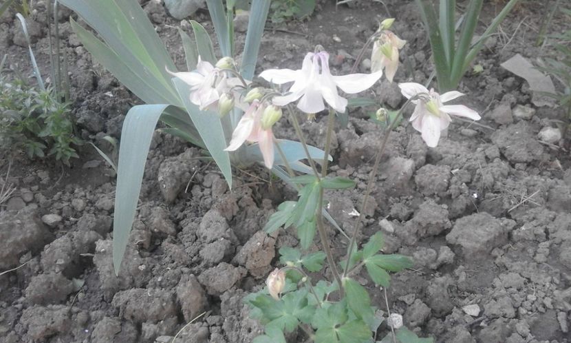 31942256_778113872388253_2623233288432517120_o - primavara2018