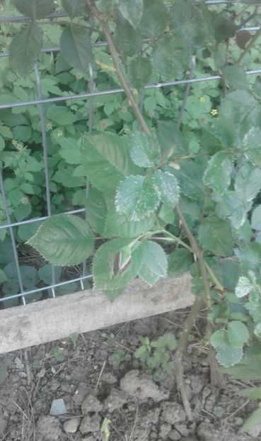 31944692_779026105630363_6239652857549684736_o - primavara2018