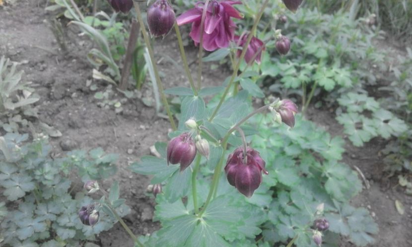 31945698_778113702388270_6941920327303692288_o - primavara2018