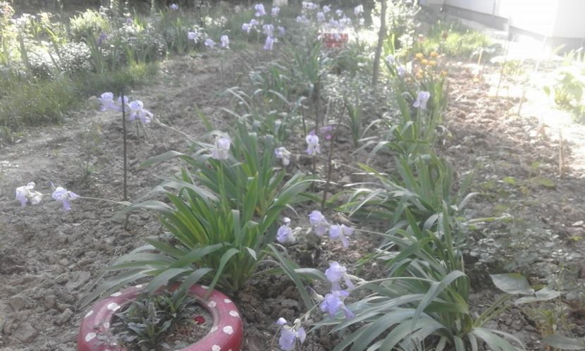 31947131_779026418963665_1889031710335565824_o - primavara2018