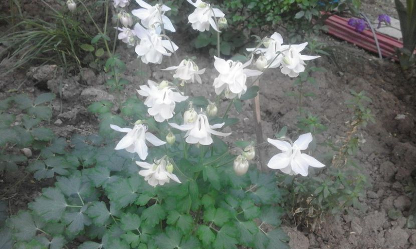 31947745_778114942388146_1513615104392822784_o - primavara2018