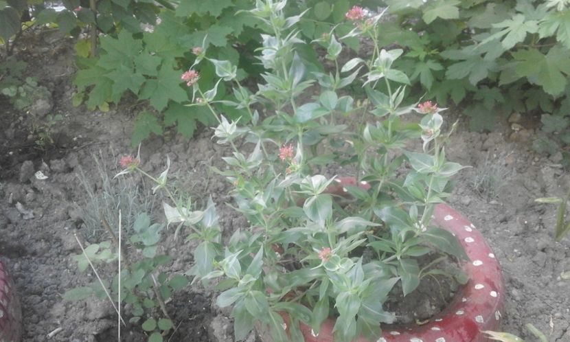 31948200_779025902297050_4839310961468768256_o - primavara2018