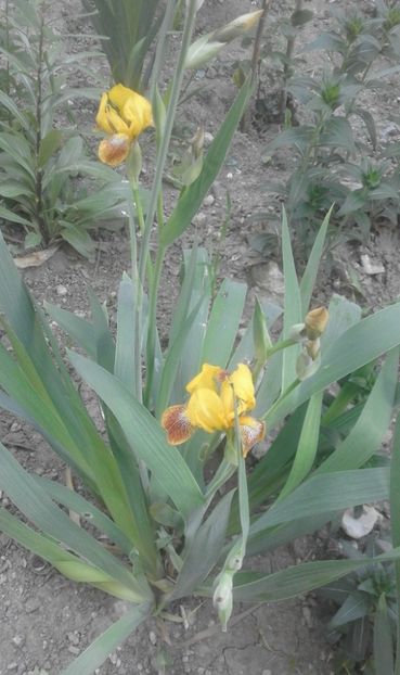 31948390_779024622297178_4096493120630292480_o - primavara2018