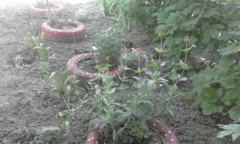 31961425_779025998963707_1468792623828303872_o - primavara2018