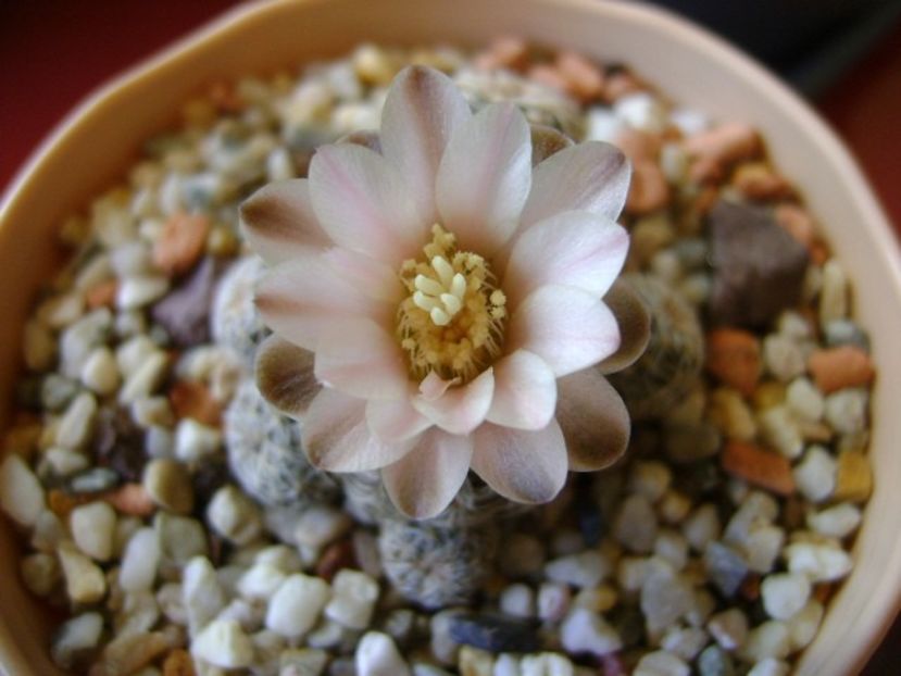 Gymnocalycium bruchii - Cactusi 2018 Gymnocalycium