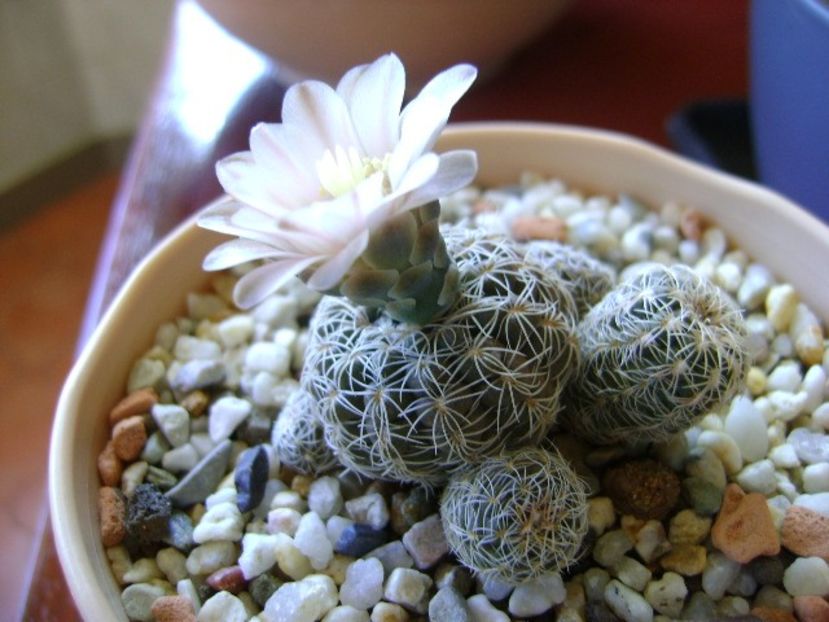 Gymnocalycium bruchii - Cactusi 2018 Gymnocalycium