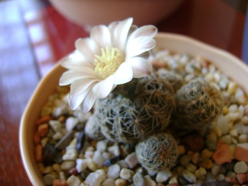 Gymnocalycium bruchii - Cactusi 2018 Gymnocalycium