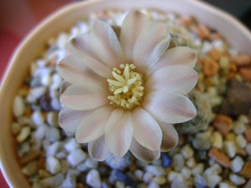 Gymnocalycium bruchii - Cactusi 2018 Gymnocalycium