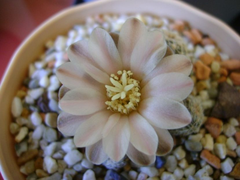 Gymnocalycium bruchii - Cactusi 2018 Gymnocalycium