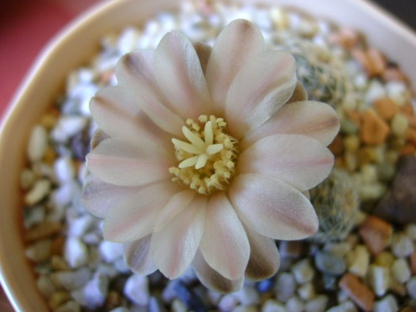 Gymnocalycium bruchii - Cactusi 2018 Gymnocalycium