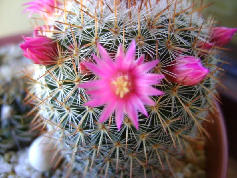 Mammillaria matudae - Cactusi 2018