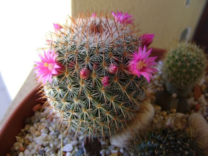 Mammillaria matudae - Cactusi 2018