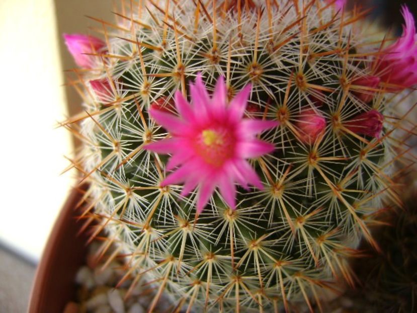Mammillaria matudae - Cactusi 2018