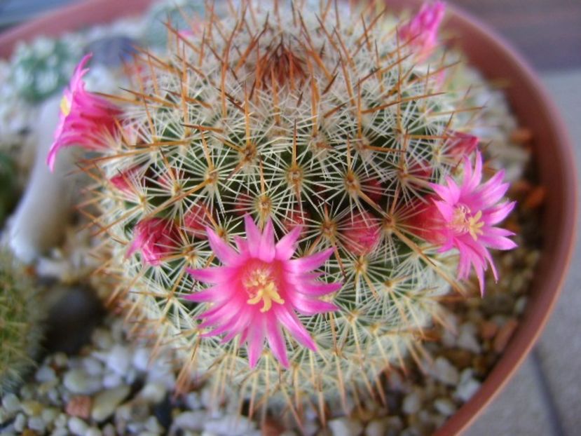 Mammillaria matudae - Cactusi 2018