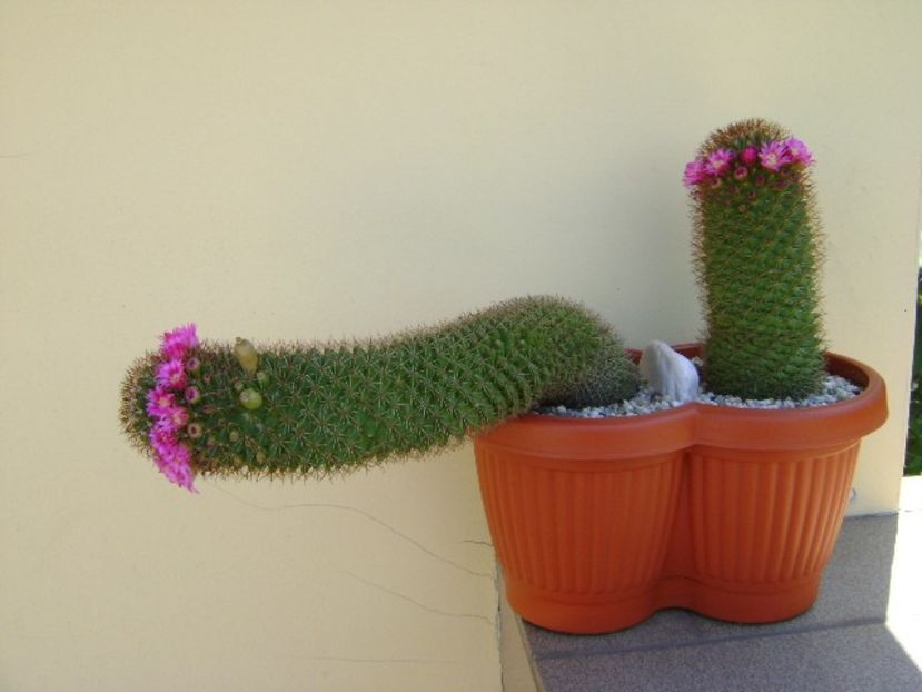 Mammillaria backebergiana - Cactusi 2018