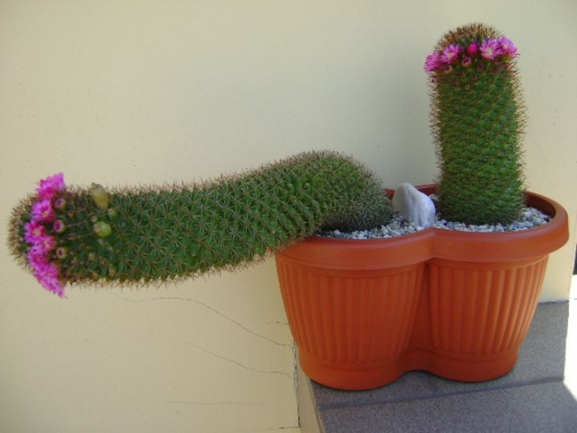 Mammillaria backebergiana - Cactusi 2018