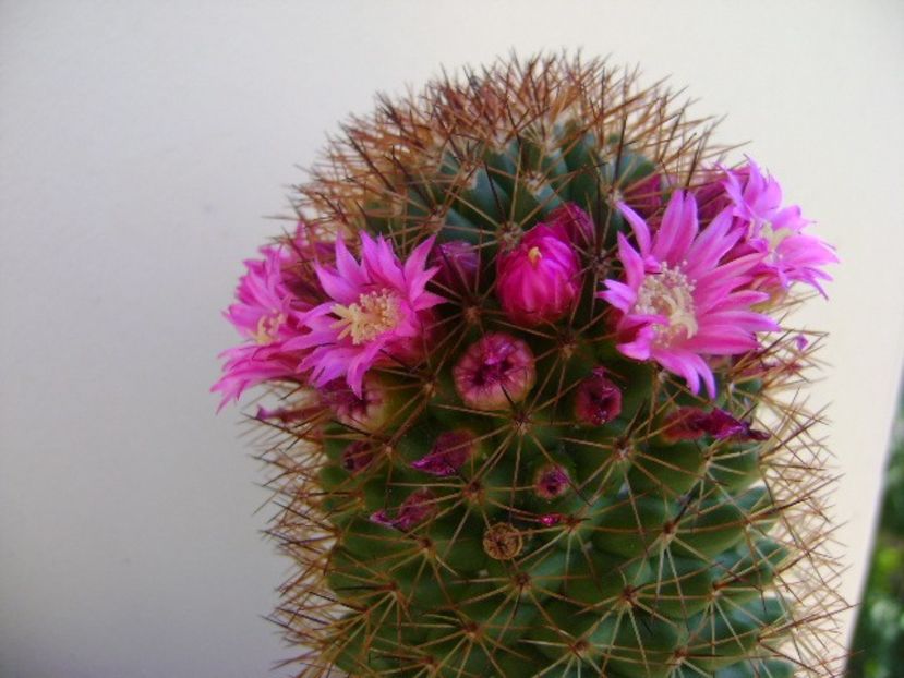Mammillaria backebergiana - Cactusi 2018