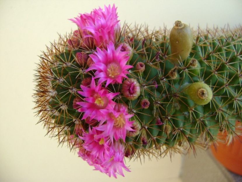 Mammillaria backebergiana - Cactusi 2018
