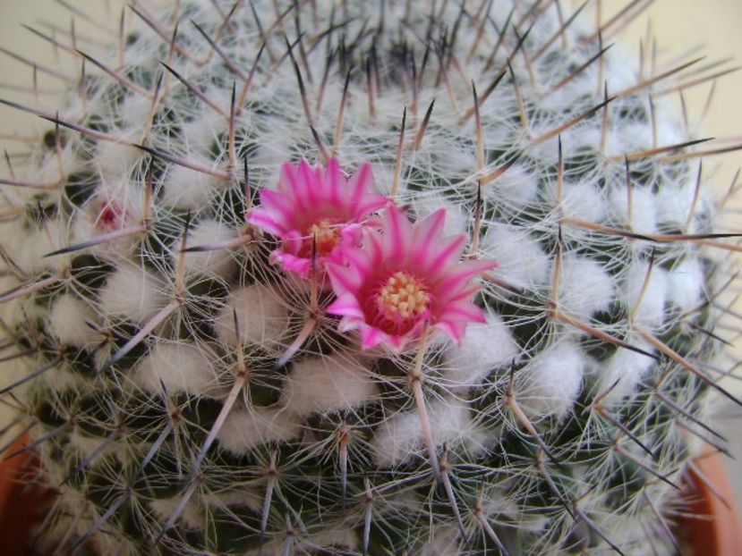 Mammillaria formosa ssp. chionocephala - Cactusi 2018