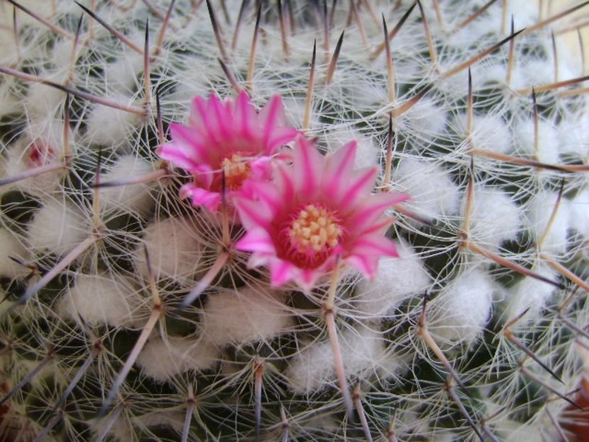 Mammillaria formosa ssp. chionocephala - Cactusi 2018