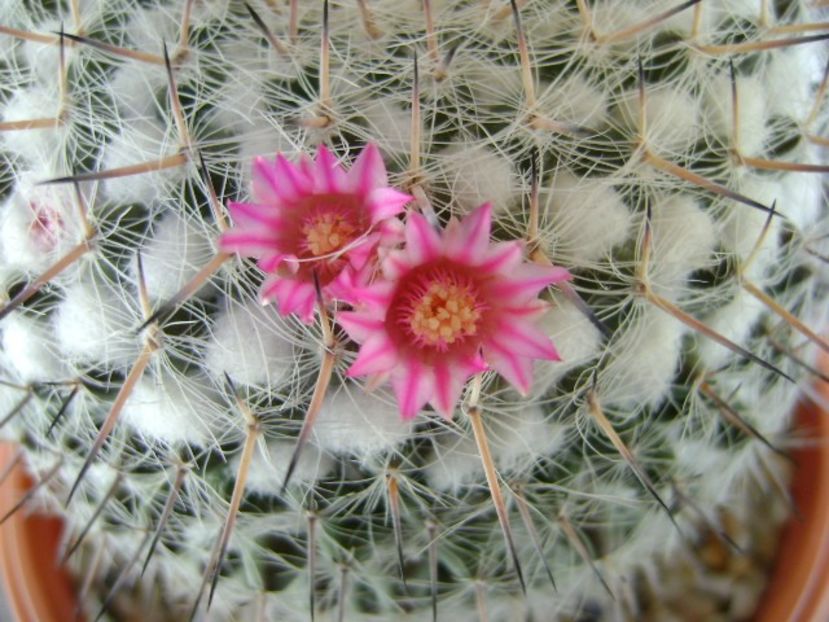 Mammillaria formosa ssp. chionocephala - Cactusi 2018