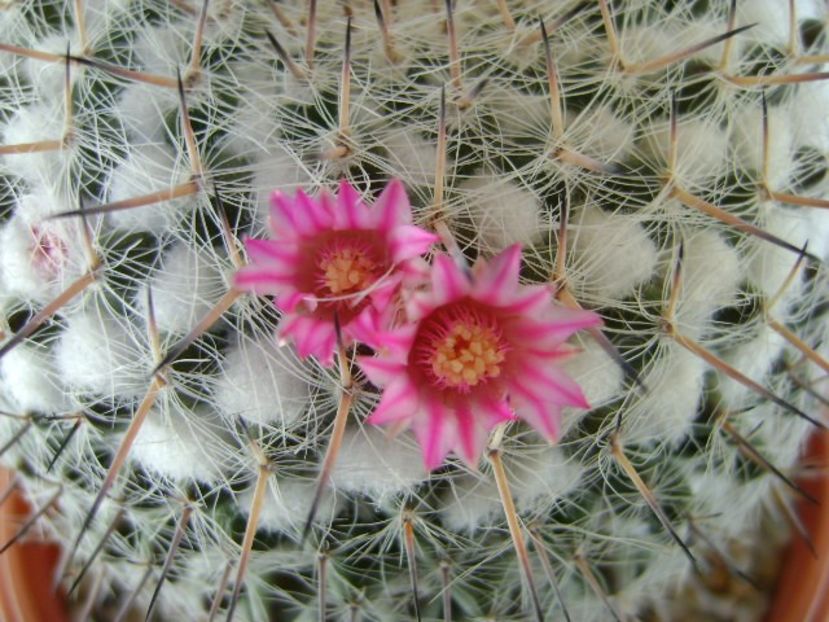 Mammillaria formosa ssp. chionocephala - Cactusi 2018